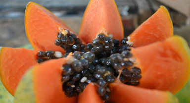 Papaya İle İlgili Sözler