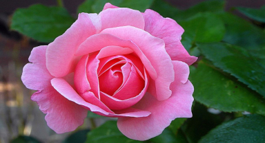 Pembe Gül ile İlgili Sözler