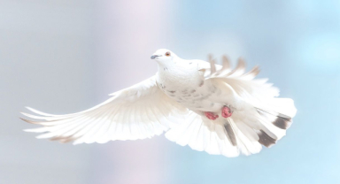 Ben Bir Kuş Olsaydım, Uçmayı Sana Bakmak Sanırdım