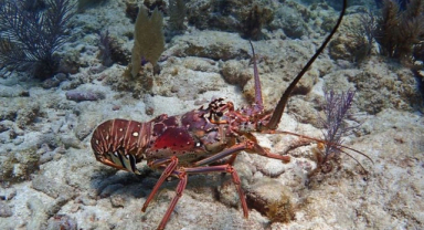 Istakozların Kanı Ne Renktir