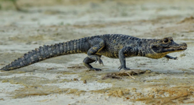 Siyah Kayman: Ormanın Gizemli Yırtıcısı