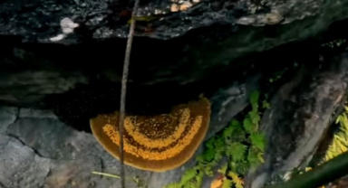 Nepal'de Deli Bal: Dağların Gizemli Hediyesi