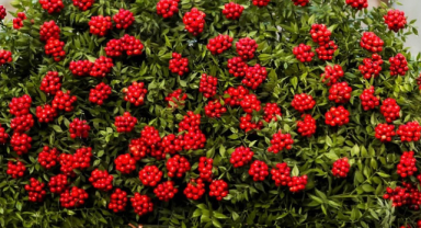 Kokina Çiçeği: Yeni Yılın Simgesi