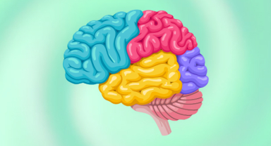 Kalpte Mini Beyin Keşfi