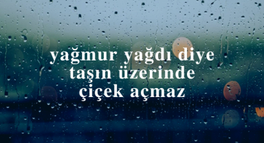 Yağmur Yağdı Diye Taşın Üzerinde Çiçek Açmaz