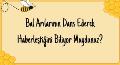 Bal Arılarının Dans Ederek Haberleştiğini Biliyor Muydunuz?