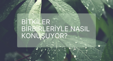 Bitkiler Birbirleriyle Nasıl Konuşuyor?