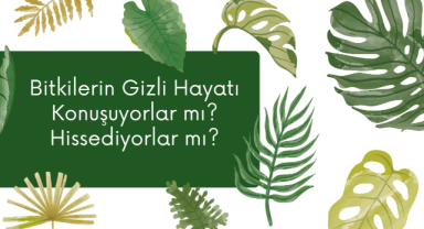 Bitkilerin Gizli Hayatı: Konuşuyorlar mı? Hissediyorlar mı?