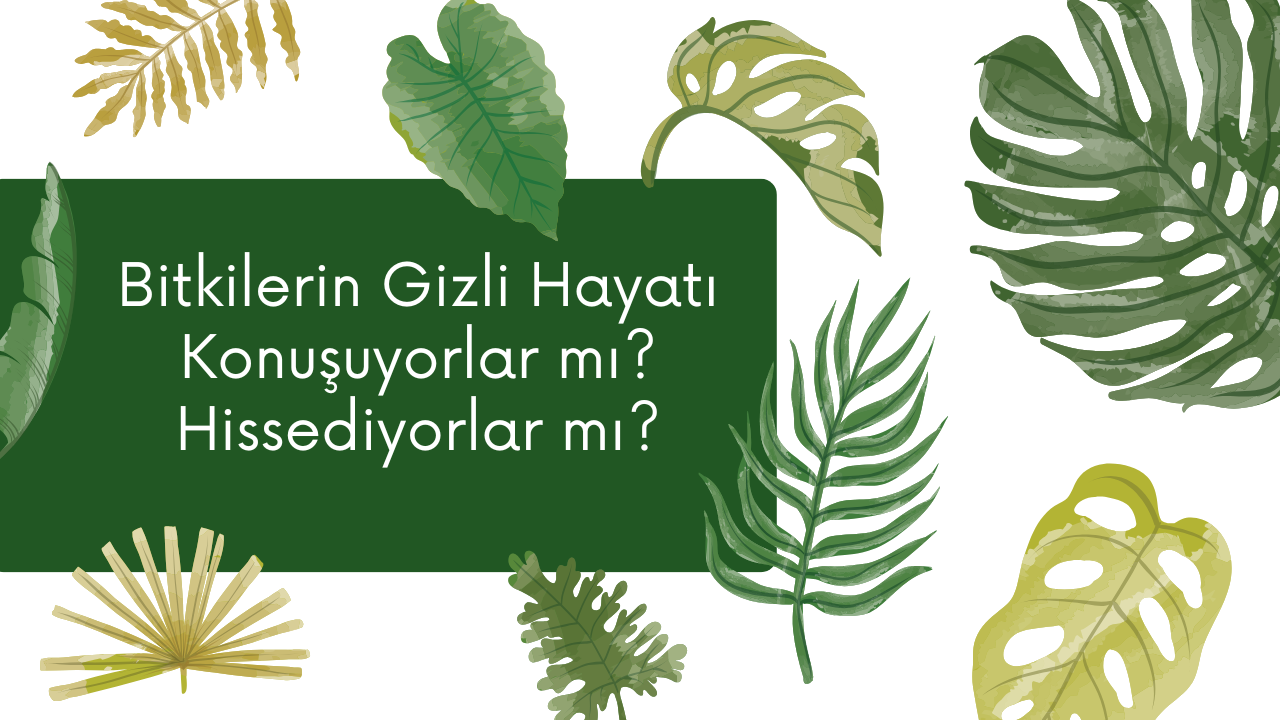 Bitkilerin Gizli Hayatı: Konuşuyorlar mı? Hissediyorlar mı?