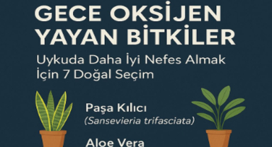 Gece Oksijen Veren Bitkiler | Uykuda Daha Temiz Hava İçin 7 Doğal Seçim