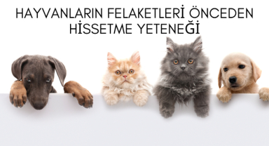 Hayvanların Felaketleri Önceden Hissetme Yeteneği: Efsane mi, Gerçek mi?