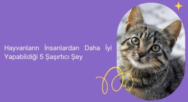 Hayvanların İnsanlardan Daha İyi Yapabildiği 5 Şaşırtıcı Şey