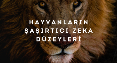 Hayvanların Şaşırtıcı Zeka Düzeyleri: İnsanlardan Daha Akıllılar mı?