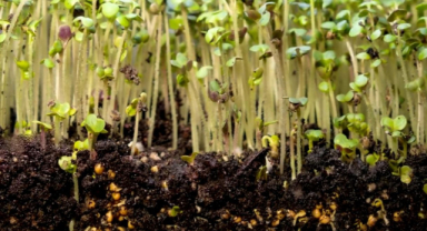 Mikro Yeşillik Yetiştirme Rehberi | Evde Tarımın En Kolay Yolu