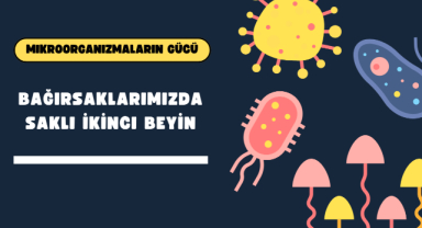 Mikroorganizmaların Gücü: Bağırsaklarımızda Saklı İkinci Beyin