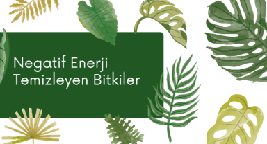 Negatif Enerji Temizleyen Bitkiler | Evde Spiritüel Temizlik Yöntemleri