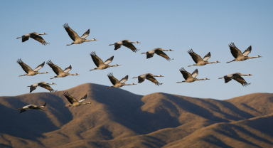Kuşlar Göç Ederken Yollarını Nasıl Asla Şaşırmaz?