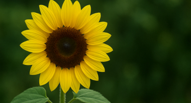 Ayçiçeği: Güneşi Takip Eden Umudun Parlak Sembolü