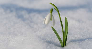Kardelen Çiçeği: Kışın Sessiz Mucizesi