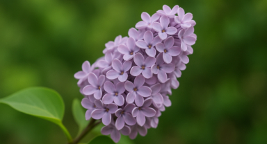 Leylak Çiçeği: Baharın En Romantik Kokusu