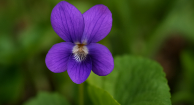 Menekşe Çiçeği: Zarafetin, Huzurun ve Sadakatin Sembolü