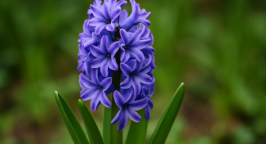 Sümbül Çiçeği: Baharın Kokulu Habercisi