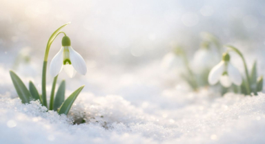 Kardelen Çiçeğinin Hikayesi Nedir? Kardelen İsmi Nereden Gelir?