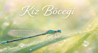 Kız Böceği Nedir? Zararlı mı? Yusufçuk ile Farkları ve Özellikleri